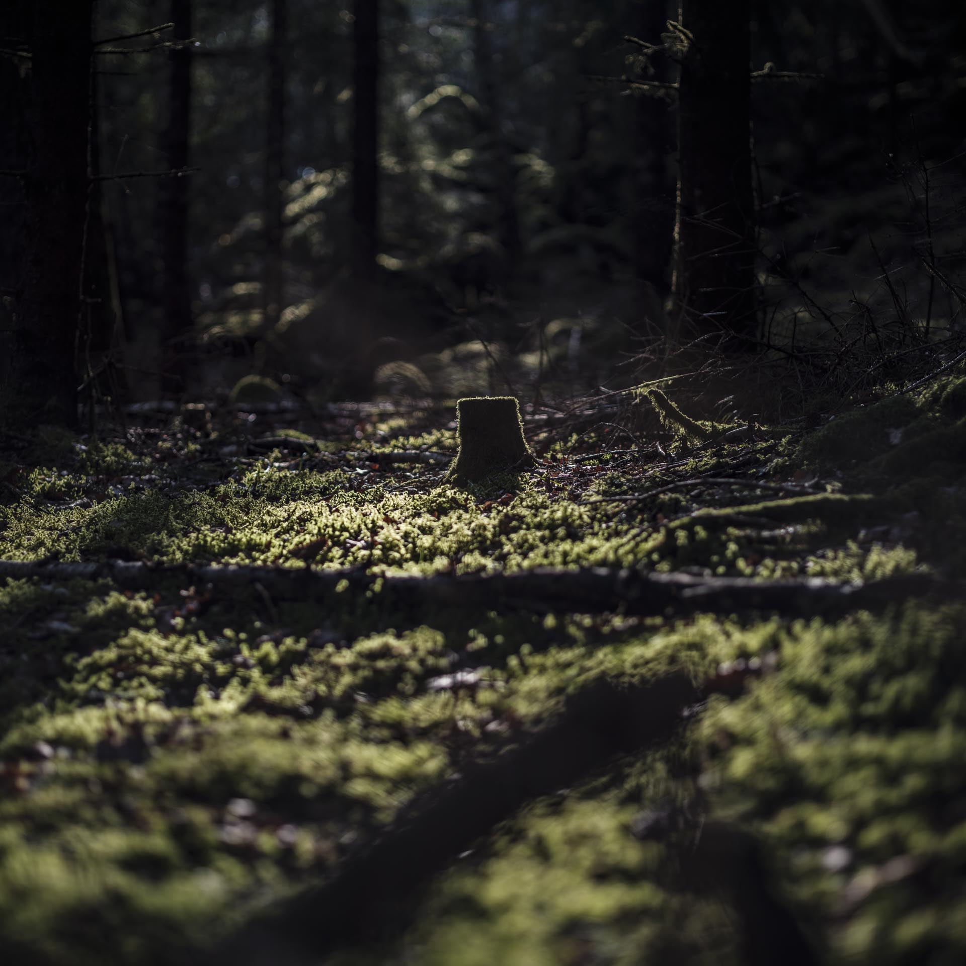 En stubbe, i kontrast mot skogen den har runtomkring sig.